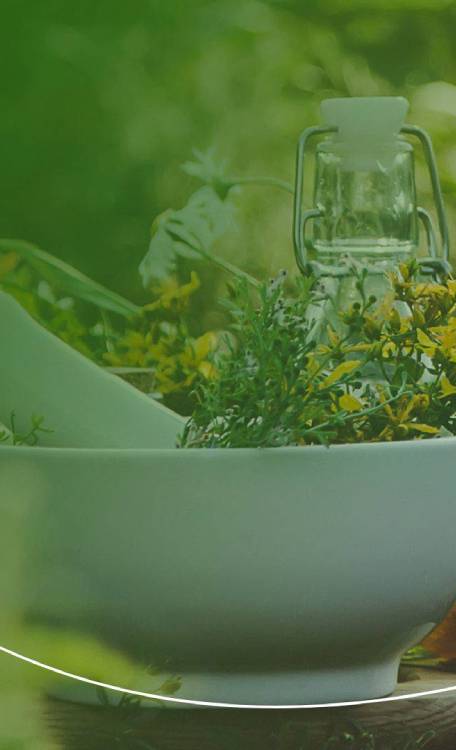 Plantas medicinales en Logroño